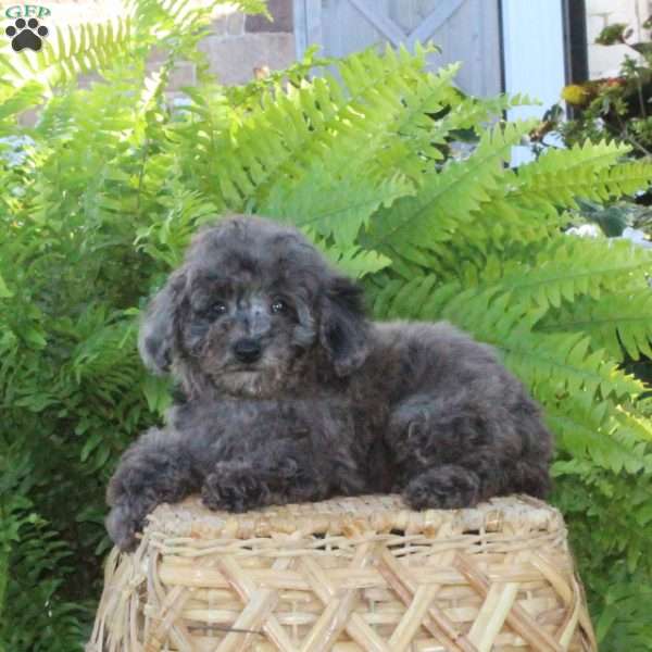 Bo, Bich-Poo Puppy